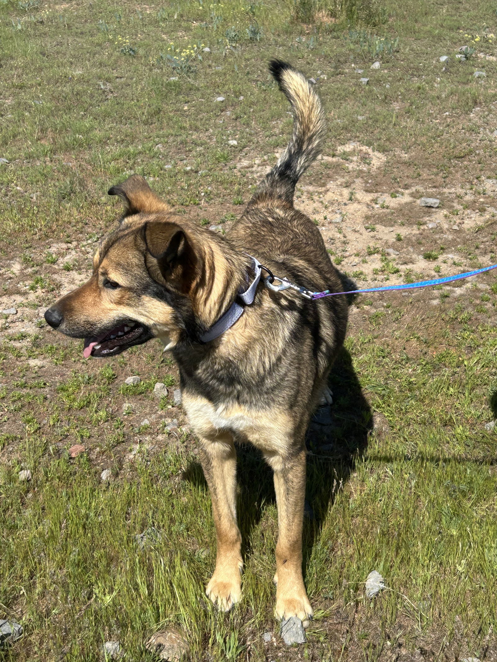 Canelo, an adoptable Shepherd in Yreka, CA, 96097 | Photo Image 3