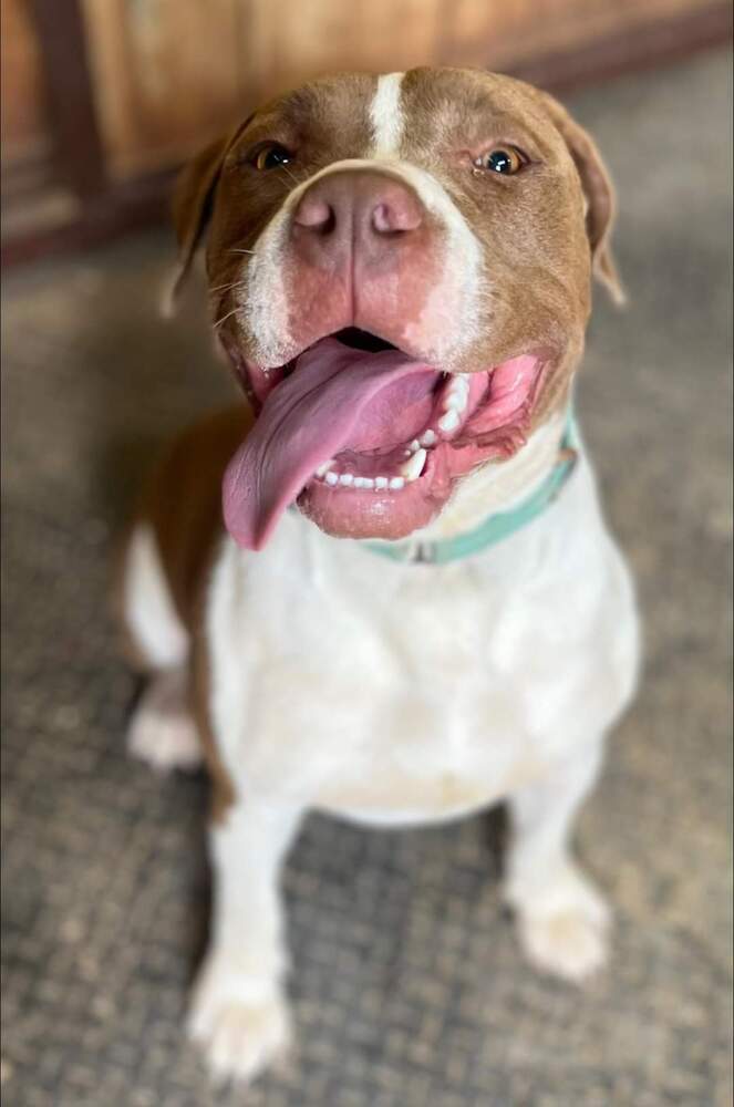 Rambo, an adoptable American Bulldog in Cortez, CO, 81321 | Photo Image 1