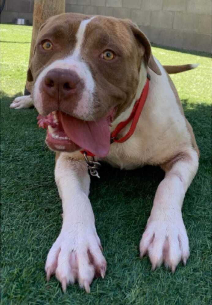 Rambo, an adoptable American Bulldog in Cortez, CO, 81321 | Photo Image 2