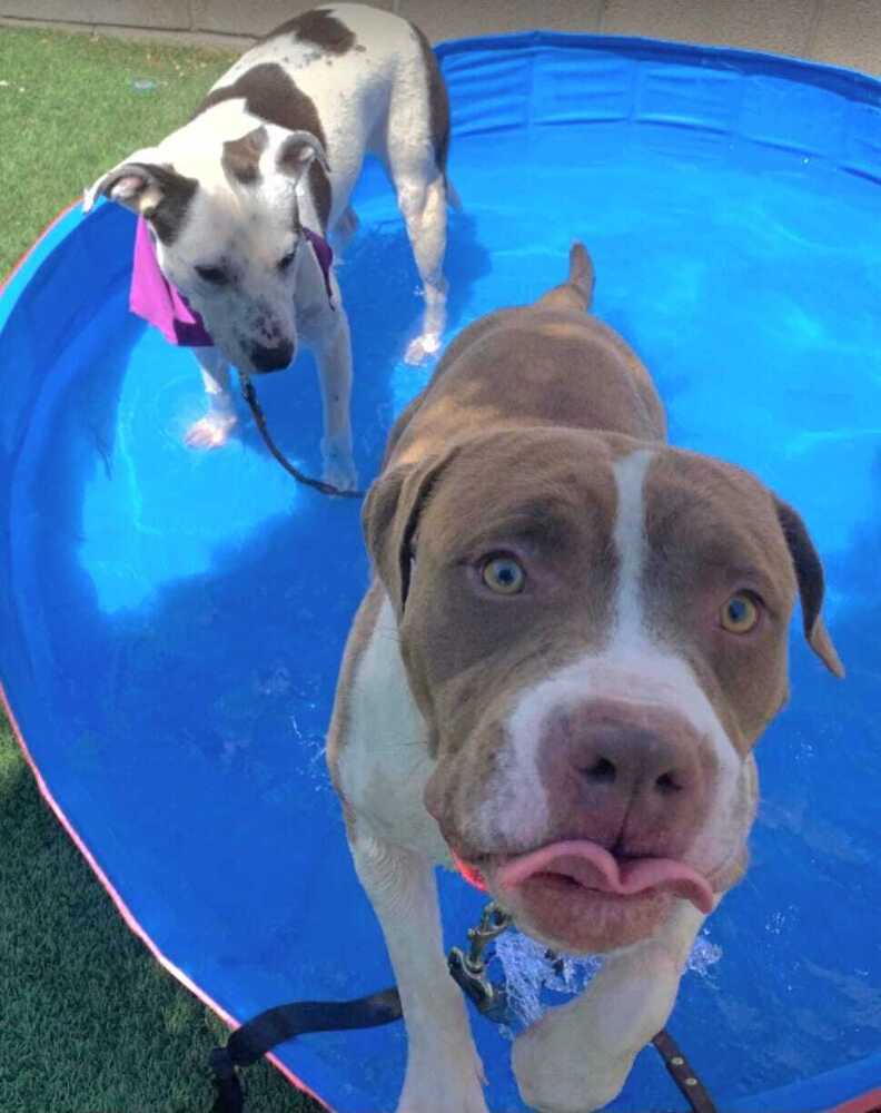 Rambo, an adoptable American Bulldog in Cortez, CO, 81321 | Photo Image 3