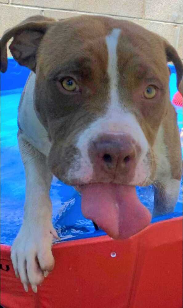 Rambo, an adoptable American Bulldog in Cortez, CO, 81321 | Photo Image 4