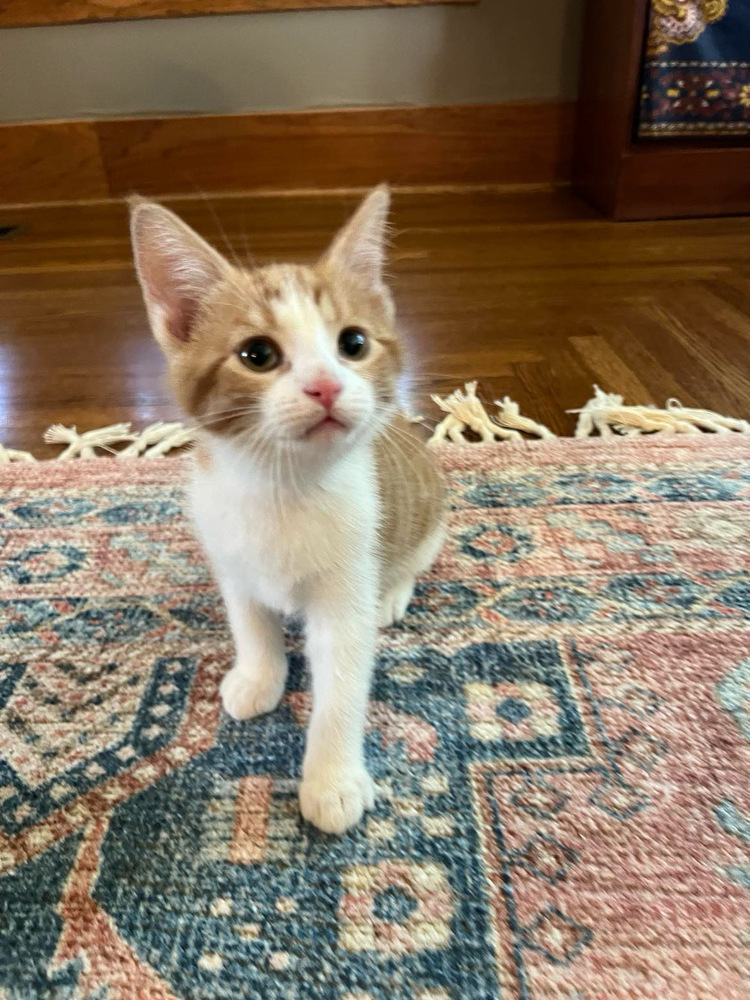 Frasier, an adoptable Domestic Short Hair in McPherson, KS, 67460 | Photo Image 2