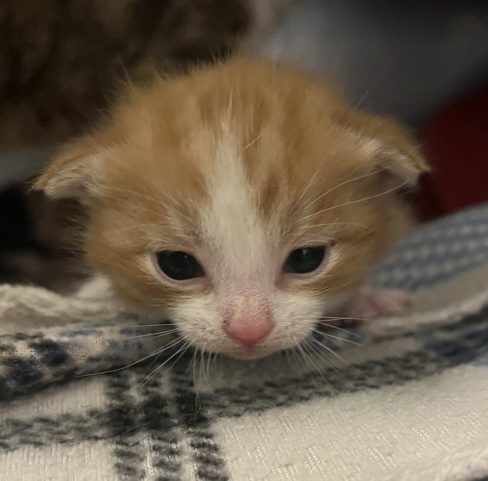 Frasier, an adoptable Domestic Short Hair in McPherson, KS, 67460 | Photo Image 3