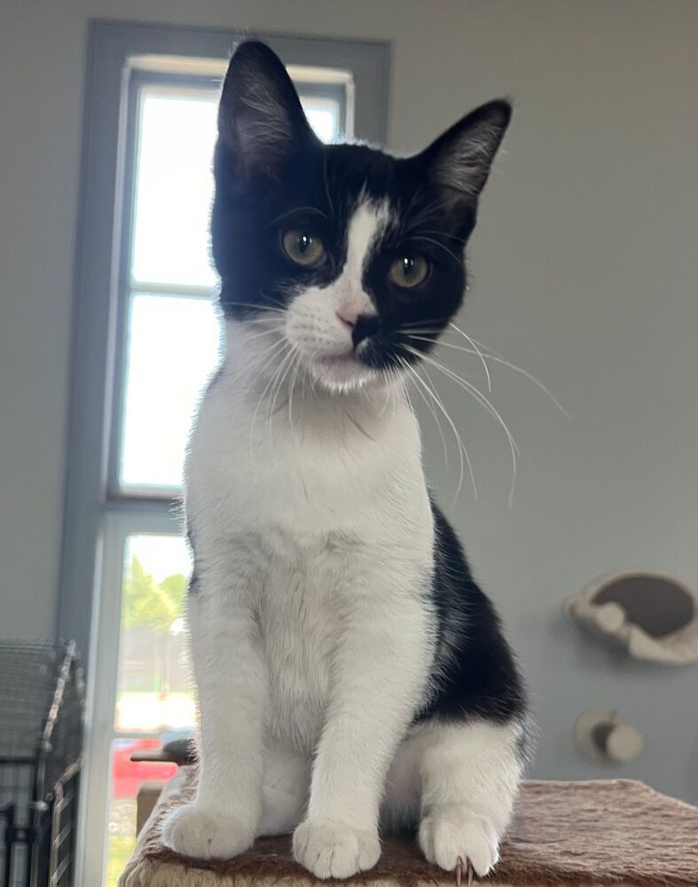 Edna, an adoptable Domestic Short Hair in McPherson, KS, 67460 | Photo Image 1