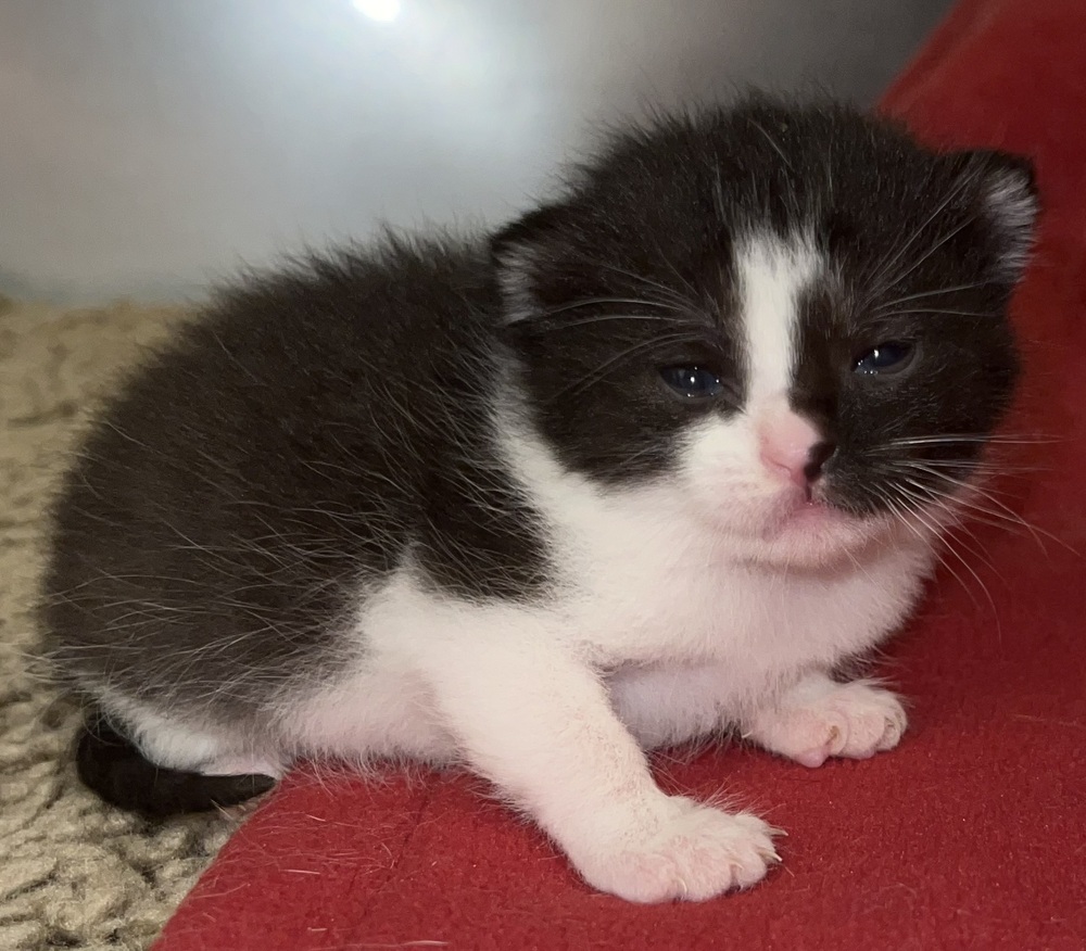 Edna, an adoptable Domestic Short Hair in McPherson, KS, 67460 | Photo Image 3