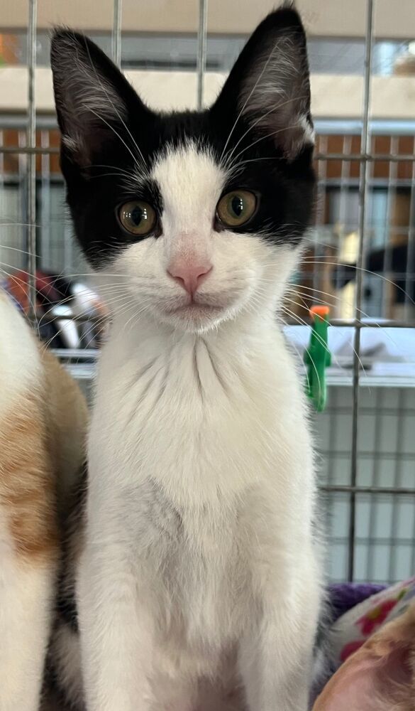 Marty, an adoptable Domestic Short Hair in McPherson, KS, 67460 | Photo Image 1