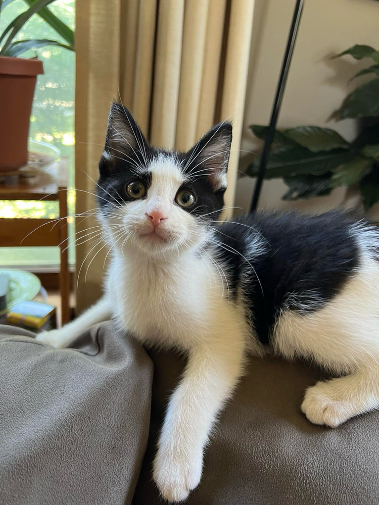 Marty, an adoptable Domestic Short Hair in McPherson, KS, 67460 | Photo Image 2