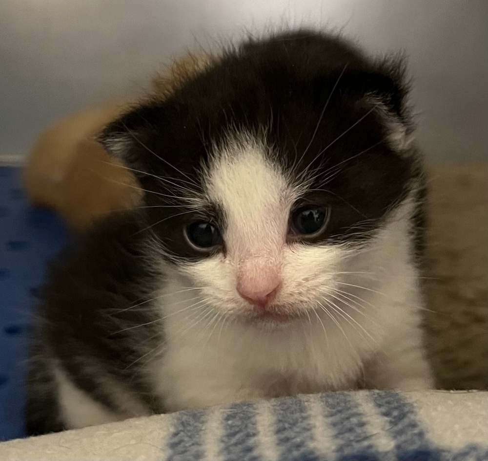 Marty, an adoptable Domestic Short Hair in McPherson, KS, 67460 | Photo Image 3