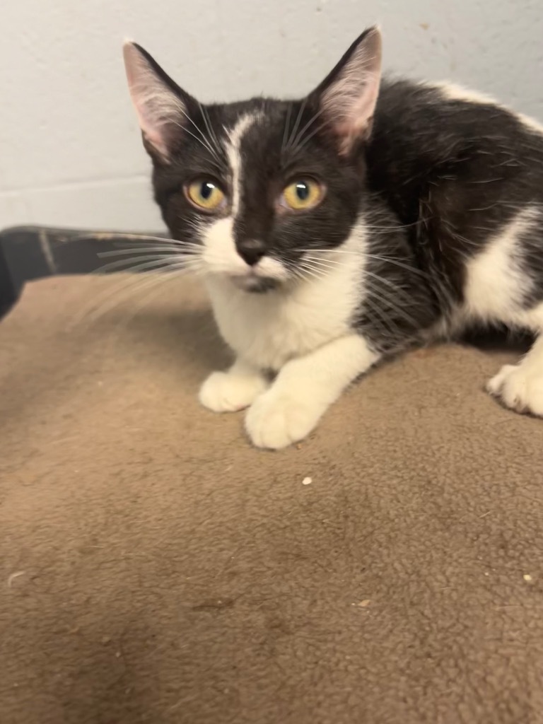 Thunder, an adoptable Domestic Short Hair in Greenwood, MS, 38930 | Photo Image 1