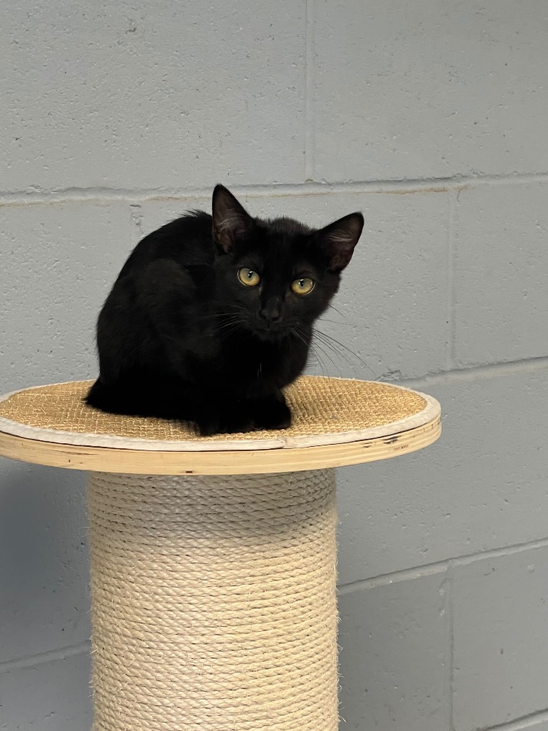 Shadow, an adoptable Domestic Short Hair in Greenwood, MS, 38930 | Photo Image 1