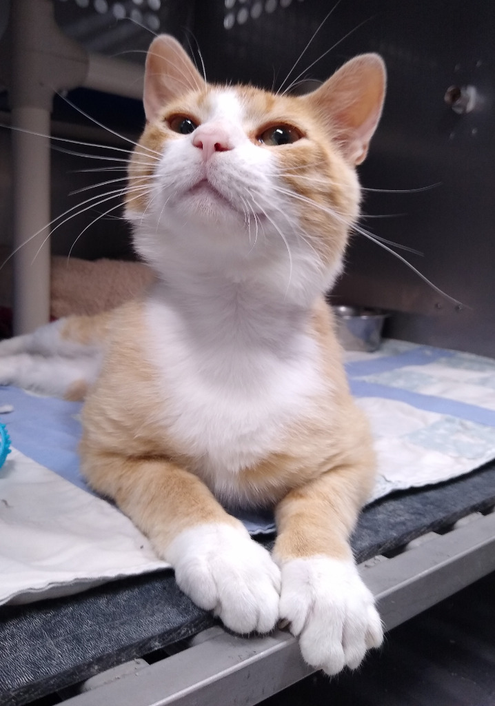 Sardino, an adoptable Domestic Short Hair in Ladysmith, WI, 54848 | Photo Image 1