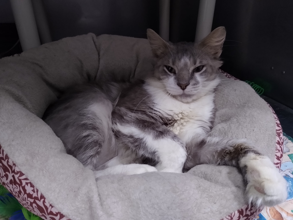 Frito, an adoptable Domestic Medium Hair in Ladysmith, WI, 54848 | Photo Image 1