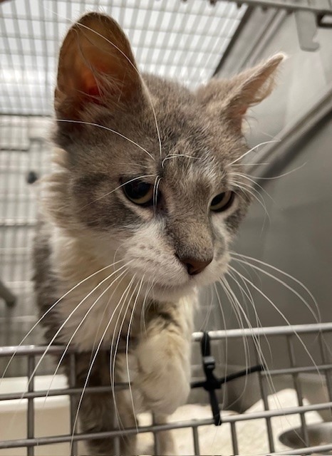 Frito, an adoptable Domestic Medium Hair in Ladysmith, WI, 54848 | Photo Image 2