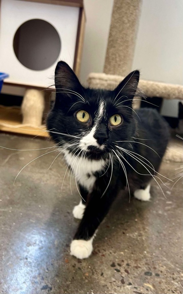 Belladonna, an adoptable Domestic Long Hair in Ladysmith, WI, 54848 | Photo Image 1