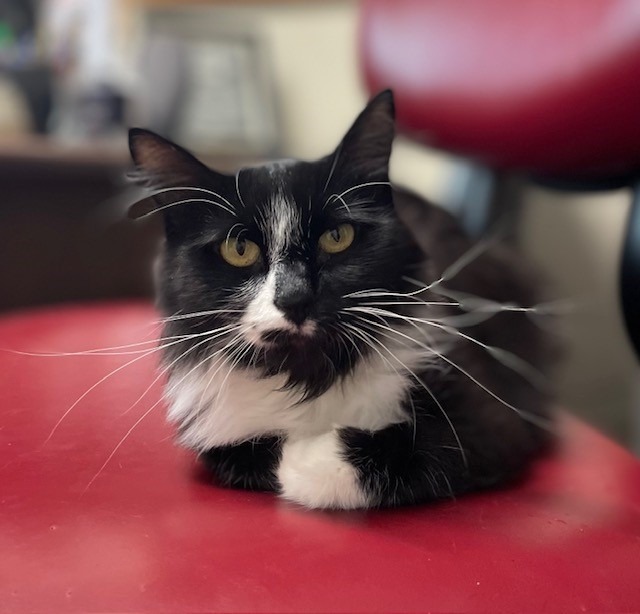 Belladonna, an adoptable Domestic Long Hair in Ladysmith, WI, 54848 | Photo Image 3