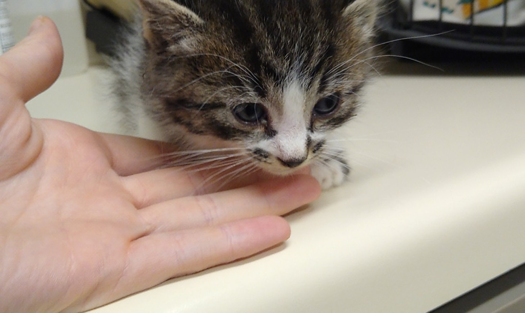 Benji, an adoptable Domestic Short Hair in Ladysmith, WI, 54848 | Photo Image 2