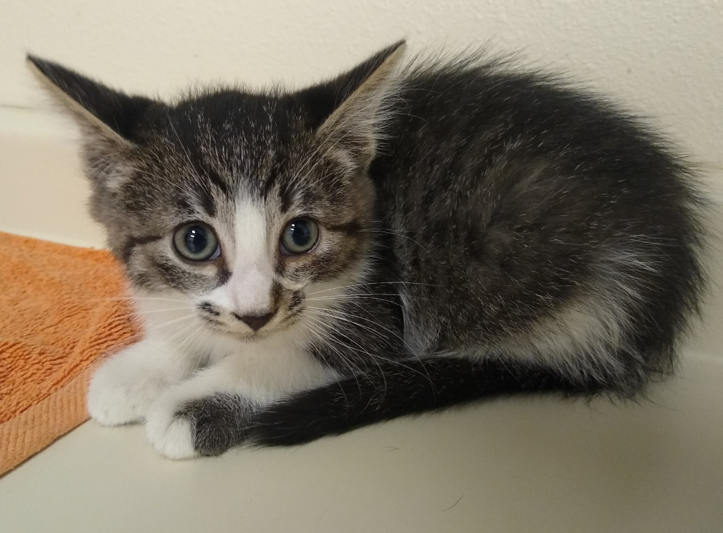 Benji, an adoptable Domestic Short Hair in Ladysmith, WI, 54848 | Photo Image 3