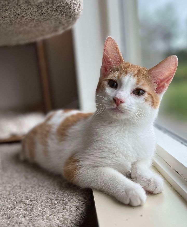 Vin Diesel, an adoptable Domestic Short Hair in Ladysmith, WI, 54848 | Photo Image 1