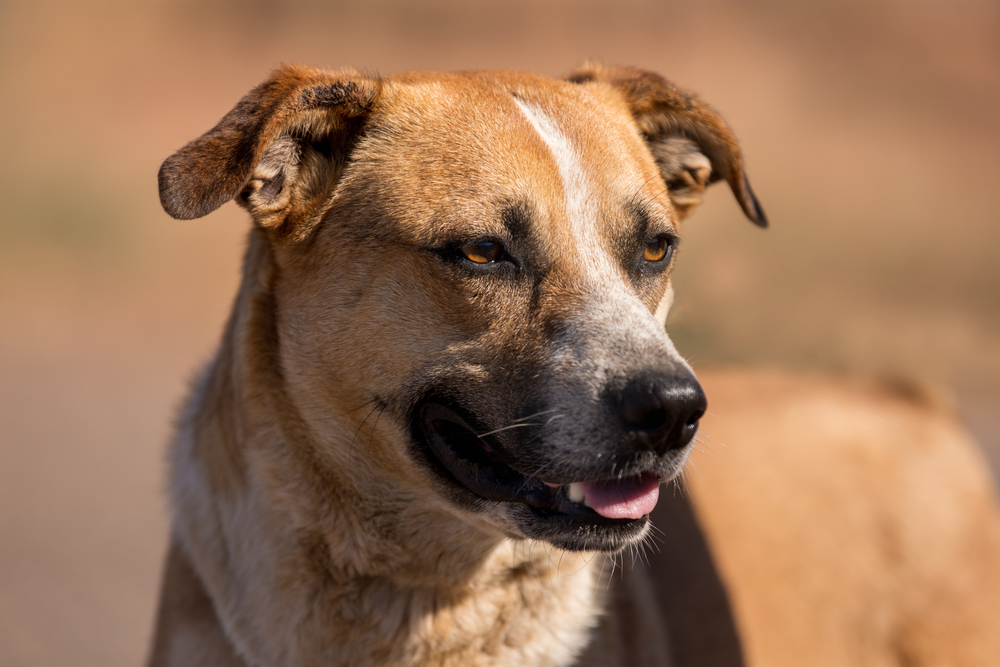 Bogie, an adoptable Cattle Dog, Mixed Breed in Page, AZ, 86040 | Photo Image 1