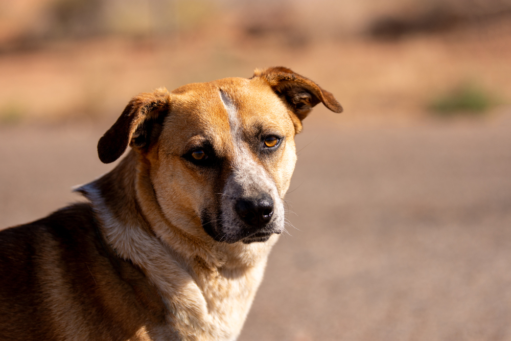 Bogie, an adoptable Cattle Dog, Mixed Breed in Page, AZ, 86040 | Photo Image 2