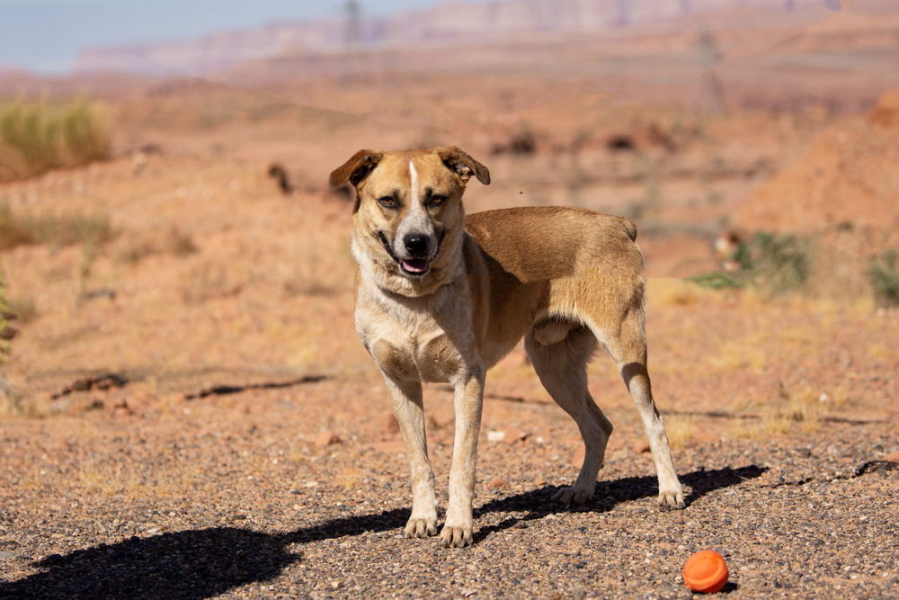 Bogie, an adoptable Cattle Dog, Mixed Breed in Page, AZ, 86040 | Photo Image 3