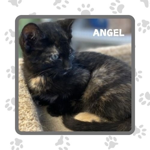 Angel, an adoptable Domestic Short Hair in Elbow Lake, MN, 56531 | Photo Image 1