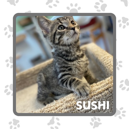 Sushi, an adoptable Domestic Short Hair in Elbow Lake, MN, 56531 | Photo Image 1