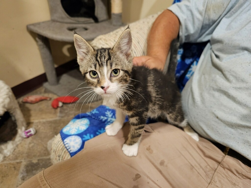 Peet, an adoptable Domestic Short Hair in Thatcher, AZ, 85552 | Photo Image 1