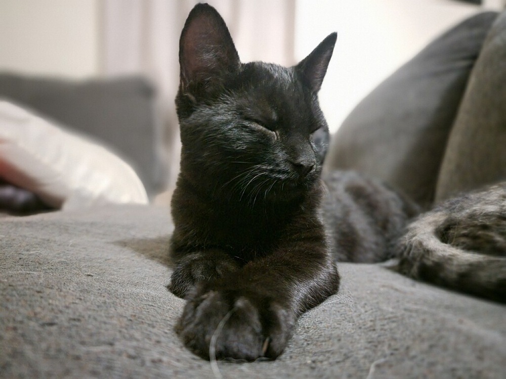 Jester, an adoptable Domestic Short Hair in Thatcher, AZ, 85552 | Photo Image 1