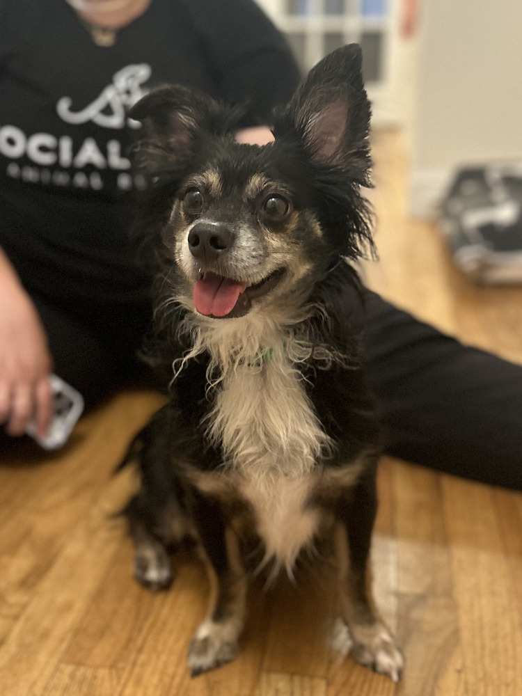 BON IVER, an adoptable Papillon, Chihuahua in Manhattan, NY, 10009 | Photo Image 1