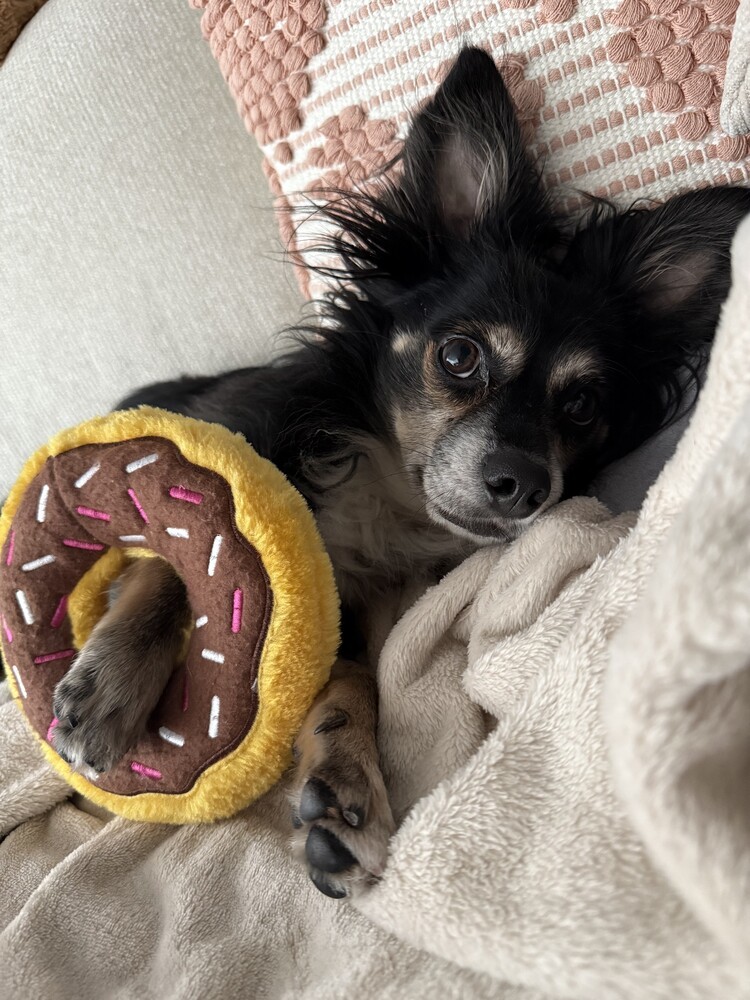 Bon Iver, an adoptable Papillon, Chihuahua in Manhattan, NY, 10009 | Photo Image 1