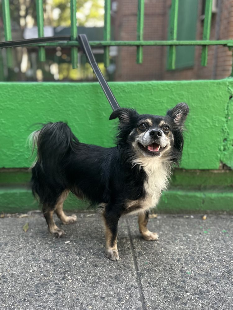 BON IVER, an adoptable Papillon, Chihuahua in Manhattan, NY, 10009 | Photo Image 2