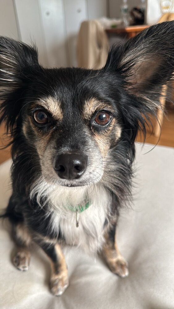 Bon Iver, an adoptable Papillon, Chihuahua in Manhattan, NY, 10009 | Photo Image 2