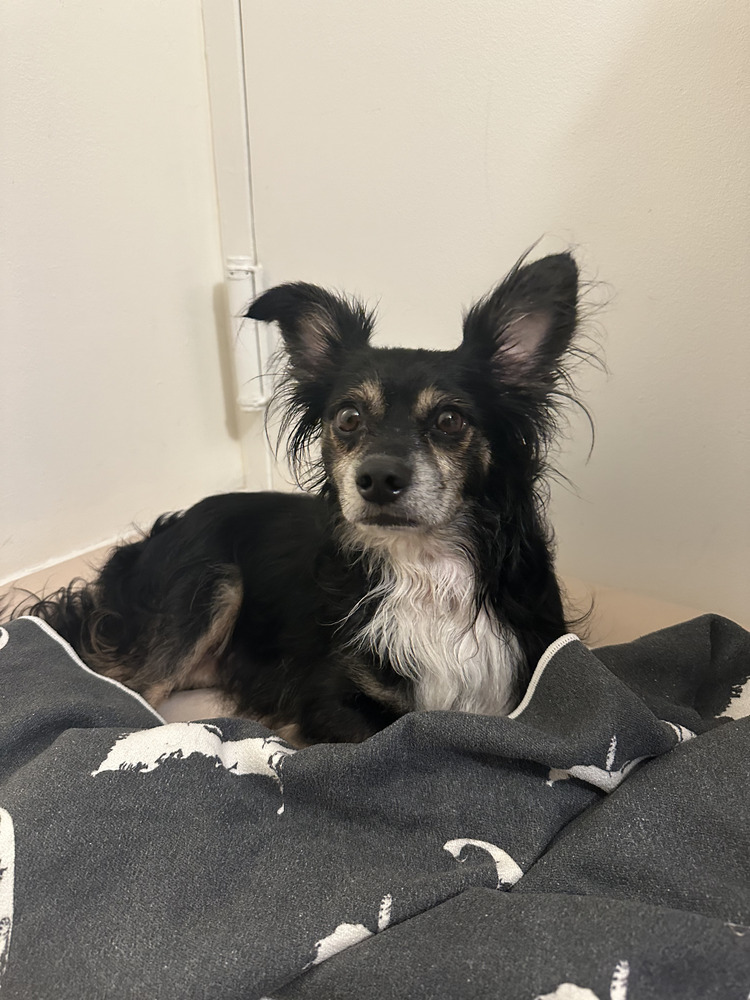 BON IVER, an adoptable Papillon, Chihuahua in Manhattan, NY, 10009 | Photo Image 3