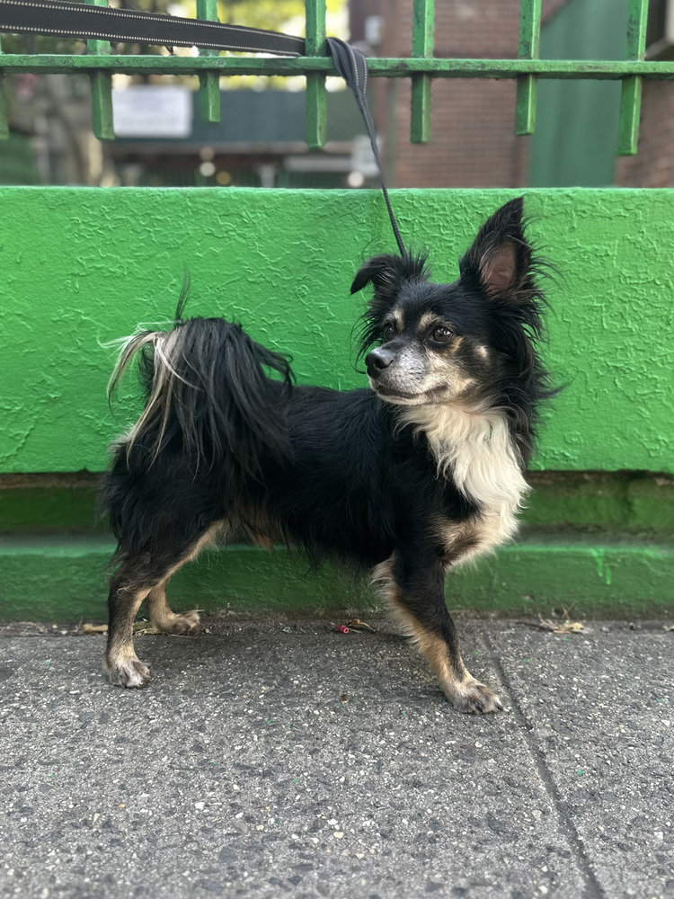 BON IVER, an adoptable Papillon, Chihuahua in Manhattan, NY, 10009 | Photo Image 4