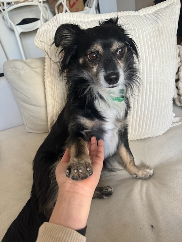 Bon Iver, an adoptable Papillon, Chihuahua in Manhattan, NY, 10009 | Photo Image 4