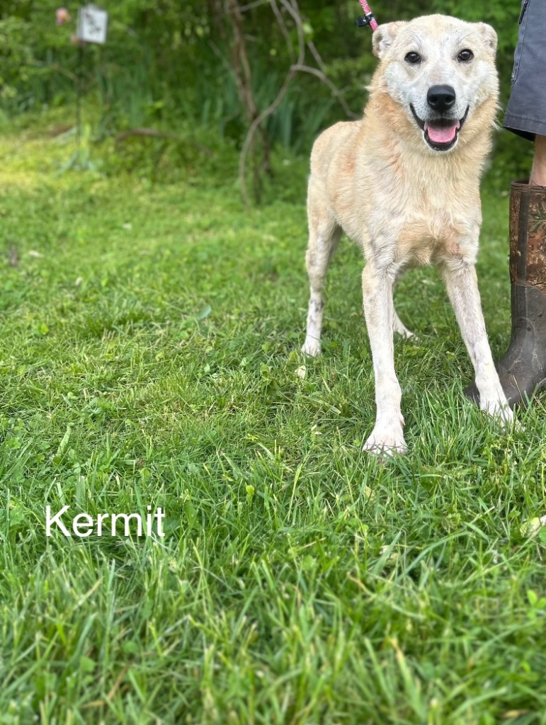 Kermit