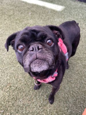 Stu *bonded to Sissie* / Sissie *bonded to Stu* Pug Dog