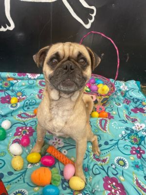Hondo Pug Dog