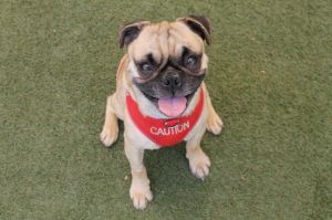Hondo Pug Dog