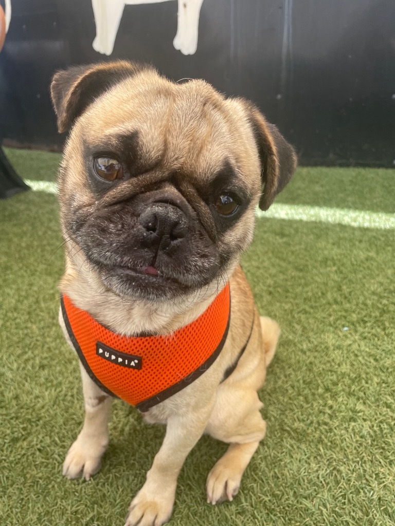 Hondo