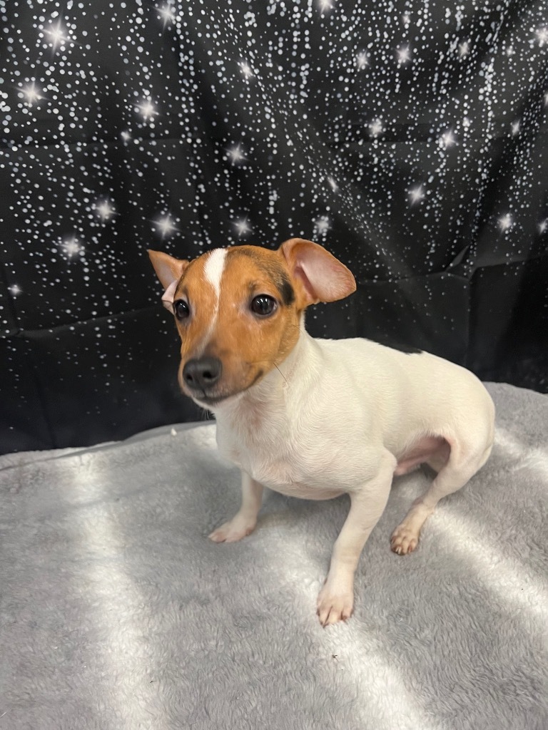 Tig, an adoptable Jack Russell Terrier in Pittsfield, IL, 62363 | Photo Image 1