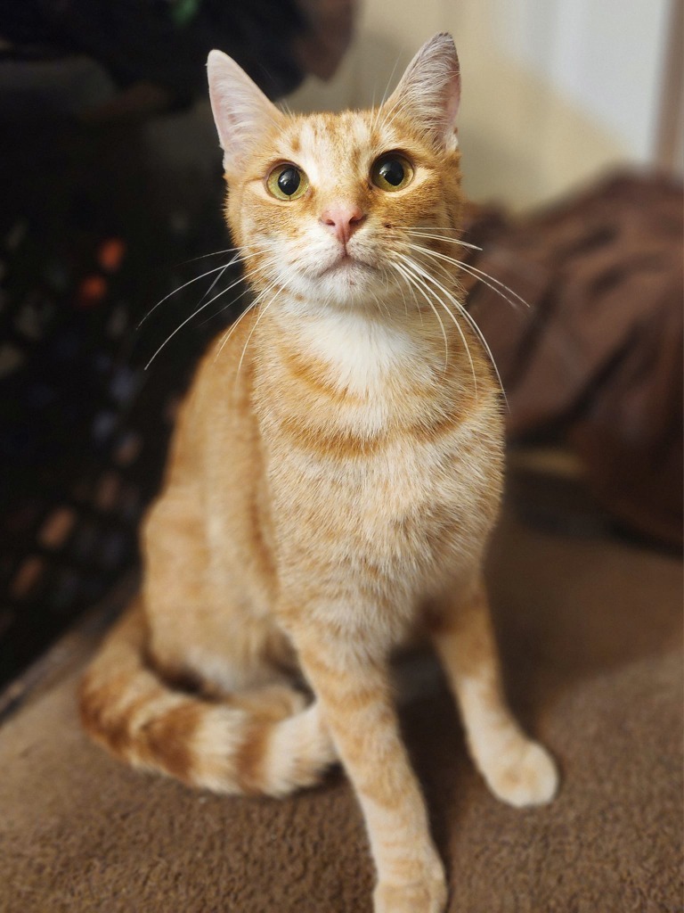 Ember, an adoptable Domestic Short Hair in Hoover , AL, 35226 | Photo Image 1