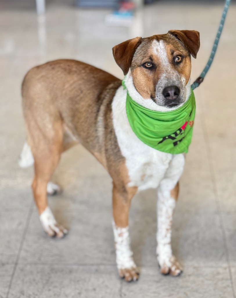 Littieri, an adoptable Australian Cattle Dog / Blue Heeler, Cattle Dog in Fort Lupton, CO, 80621 | Photo Image 1
