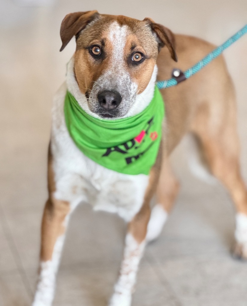 Littieri, an adoptable Australian Cattle Dog / Blue Heeler, Cattle Dog in Fort Lupton, CO, 80621 | Photo Image 2