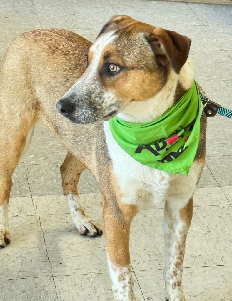 Littieri, an adoptable Australian Cattle Dog / Blue Heeler, Cattle Dog in Fort Lupton, CO, 80621 | Photo Image 3