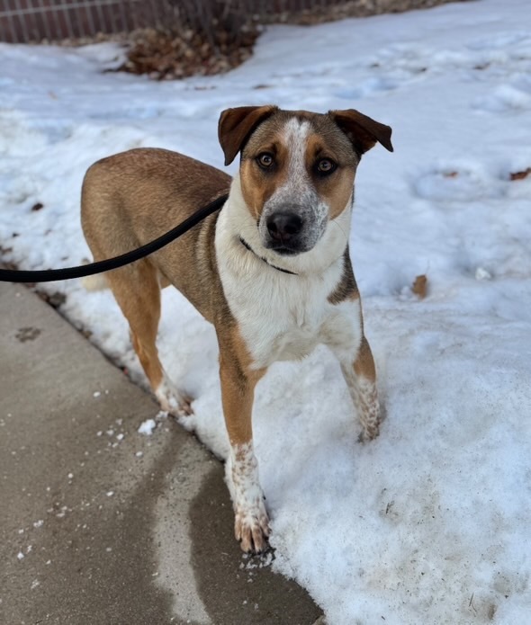 Littieri, an adoptable Australian Cattle Dog / Blue Heeler, Cattle Dog in Fort Lupton, CO, 80621 | Photo Image 4