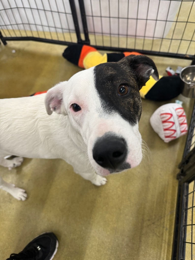 Kuroda, an adoptable Australian Cattle Dog / Blue Heeler, Cattle Dog in Fort Lupton, CO, 80621 | Photo Image 3