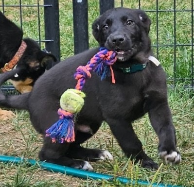 Terrill, an adoptable Australian Shepherd, Shepherd in Thompson Falls, MT, 59873 | Photo Image 1