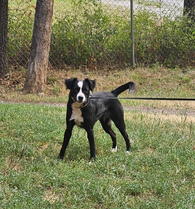 Janis, an adoptable Border Collie, Boston Terrier in Thompson Falls, MT, 59873 | Photo Image 1